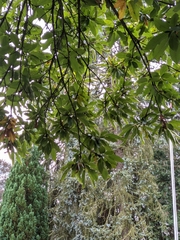 Castanea sativa