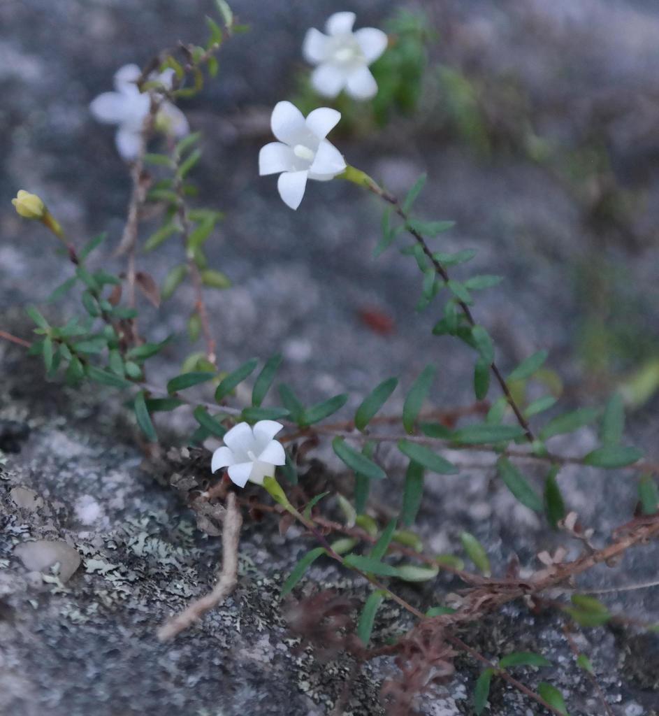 Prismatocarpus lycopodioides