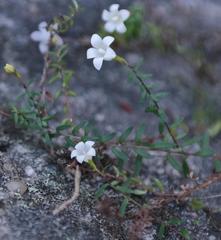 Prismatocarpus lycopodioides lycopodioides