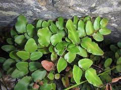 Pellaea pteroides