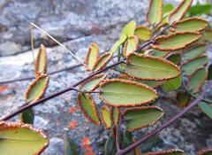 Pellaea pteroides