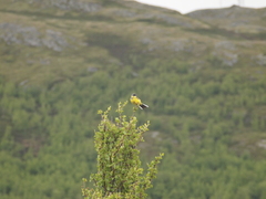 Motacilla flava thunbergi