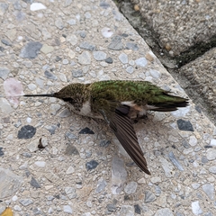 Archilochus colubris