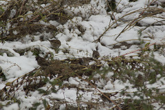 Passer montanus