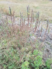 Leonurus glaucescens