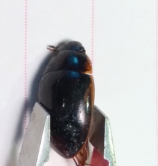 Tropisternus collaris viridis