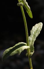 Senecio speciosus