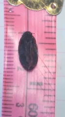 Tropisternus collaris viridis