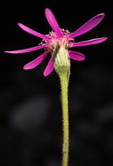Senecio speciosus
