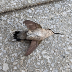 Archilochus colubris