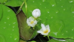 Nymphoides indica