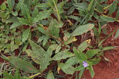 Heliotropium amplexicaule