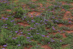 Heliotropium amplexicaule