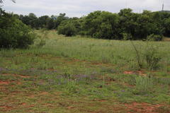 Heliotropium amplexicaule