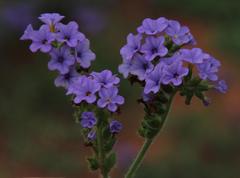 Heliotropium amplexicaule