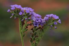 Heliotropium amplexicaule