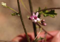 Senecio agapetes