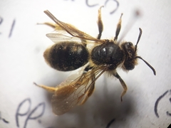 Andrena