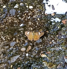 Pseudocoladenia dan