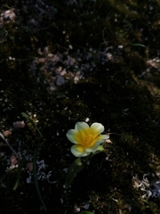 Moraea luteoalba