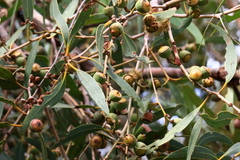 Eucalyptus todtiana