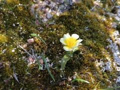 Moraea luteoalba