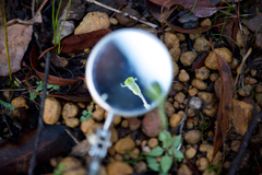 Pterostylis crispula