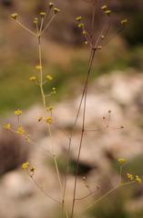 Chamarea capensis