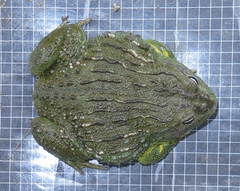 Pyxicephalus adspersus