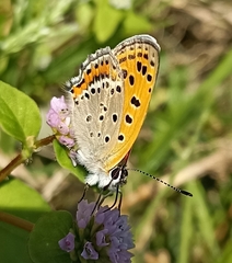 Lycaena panava