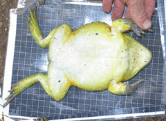 Pyxicephalus adspersus