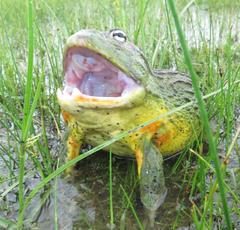 Pyxicephalus adspersus