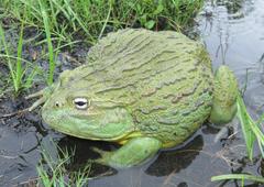 Pyxicephalus adspersus