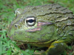 Pyxicephalus adspersus