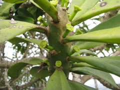 Euphorbia nivulia