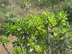 Euphorbia nivulia