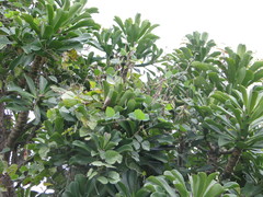 Euphorbia nivulia