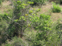 Euphorbia nivulia