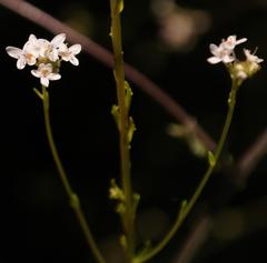 Pseudoselago gracilis