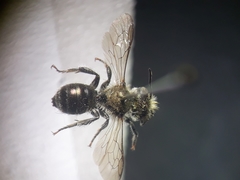 Osmia gallarum