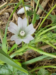 Malva neglecta