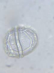 Glenodinium pulvisculus