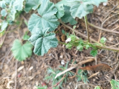 Malva neglecta