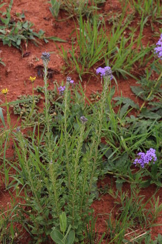 Bicolour Vernonia (Hilliardiella elaeagnoides)