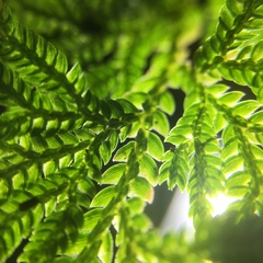 Selaginella involvens
