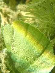 Udotea flabellum