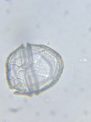 Glenodinium pulvisculus