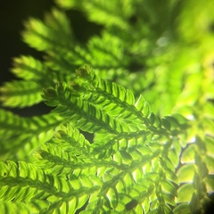 Selaginella involvens
