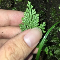 Selaginella involvens