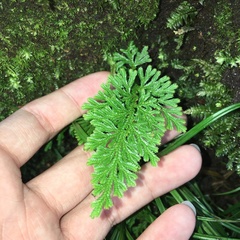 Selaginella involvens